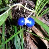 Blaubeeren anderer Art