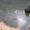 Die Seebewohner