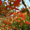 Ein Hauch von Herbst