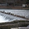 Flussbewohner