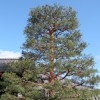 Grosser Kiefernbaum
