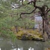 Kiefernbaum