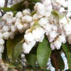 Kleine Schneebällchen