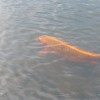 Mächtige Koi-Karpfen