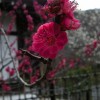 Pflaumenblueten in starkem Magenta