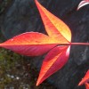 Rotleuchtendes Blatt