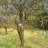 Tsubaki-Baum