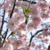 Kirschblüten