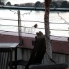 Lieber einen Spatz in der Hand …