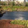 Japanischer Garten mit Sonne