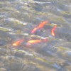 Koi-Karpfen