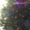 Orangenbäume