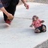 Hauptrolle der Affe