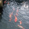Koi-Karpfen