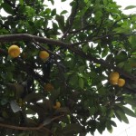 Orangenbaum in einem Privatgarten